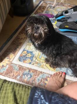 Luna -  Shih Tzu Dog for Adoption in Mustang, Oklahoma - Luna | PetCurious