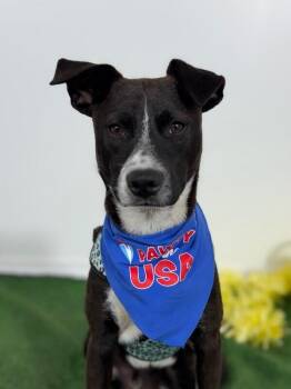 Labrador Retriever and Rat Terrier Dogs Available for Adoption in Carlsbad, California - Reese-One Of Our Amazing Rescue Dogs | PetCurious