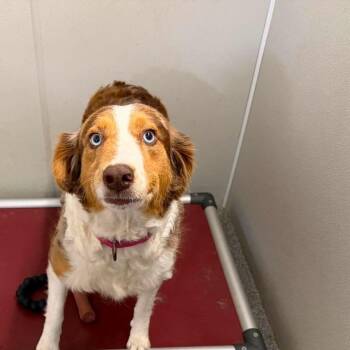 Miracle -  Australian Shepherd Dog for Adoption in Plainfield, Illinois - Miracle | PetCurious