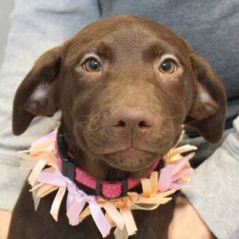 Snickers -  Mixed Breed Dog for Adoption in Lansing, Michigan - Snickers | PetCurious