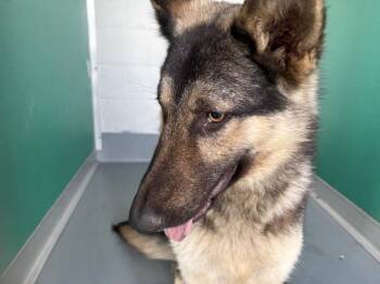 German Shepherd Dog and Mixed Breed Dogs Available for Adoption in Visalia, California - A253333 | PetCurious
