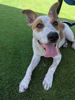 Pointer and Mixed Breed Dogs Available for Adoption - Charlie - 3 | PetCurious