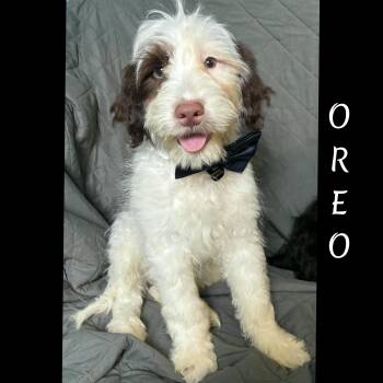 Oreo -  Portuguese Water Dog Dog for Adoption in Fredericksburg, Virginia - Oreo | PetCurious