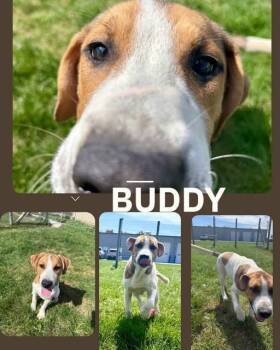 Buddy -  Mixed Breed Dog for Adoption in Rensselaer, Indiana - Buddy | PetCurious