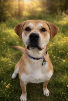 Great Pyrenees and American Bully Dogs Available for Adoption - Pheonix CL  | PetCurious