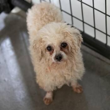 Roseanne (D25-185) -  Poodle Dog for Adoption in Peyton, Colorado - Roseanne (D25-185) | PetCurious