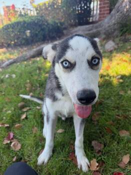 Balto -  Husky Dog for Adoption in Santa Monica, California - Balto | PetCurious