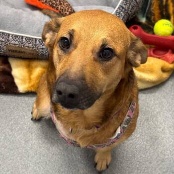 Hopscotch -  German Shepherd Dog and Mixed Breed Dog for Adoption in Evansville, Indiana - Hopscotch | PetCurious