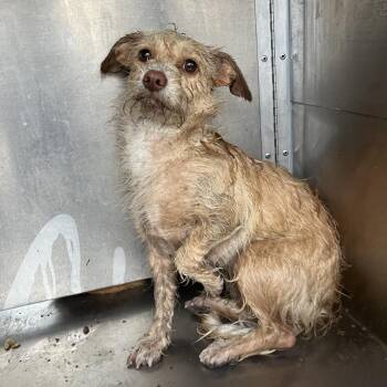 Terrier Dogs Available for Adoption - Penne | PetCurious