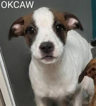 Terrier Dogs Available for Adoption in Oklahoma City, Oklahoma - A475370 | PetCurious