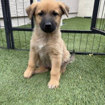 Haaland -  Shepherd and Mixed Breed Dog for Adoption in Henderson, Nevada - Haaland | PetCurious