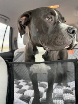 Dom -  American Staffordshire Terrier Dog for Adoption in San Diego, California - Dom | PetCurious