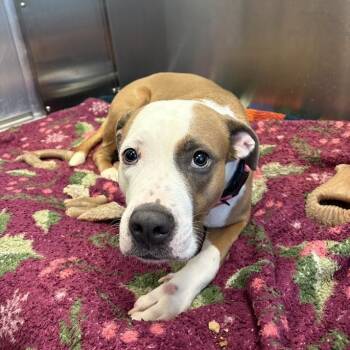 Susquehanna Shannon -  Mixed Breed Dog for Adoption in Pittsburgh, Pennsylvania - Susquehanna Shannon | PetCurious