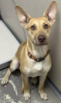 Eddie -  Shepherd Dog for Adoption in Little Rock, Arkansas - Eddie | PetCurious