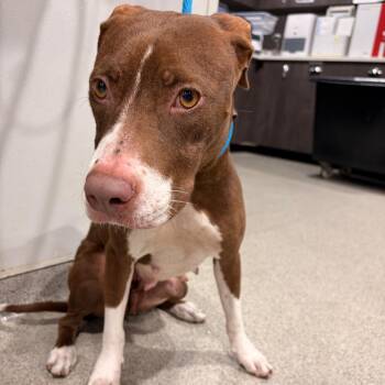 Labrador Retriever and Mixed Breed Dogs Available for Adoption in Tampa, Florida - Sophie | PetCurious