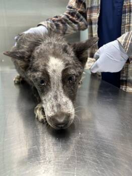 Australian Shepherd Dogs Available for Adoption - Bindi (bodhi) (cowboy) | PetCurious