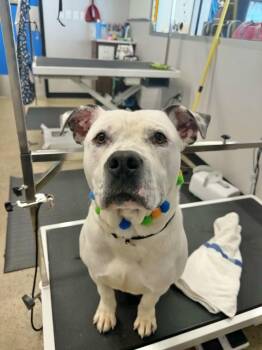 Ghost -  Pit Bull Terrier Dog for Adoption in Manchester, Connecticut - Ghost | PetCurious