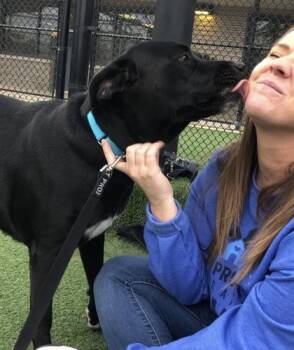 Mixed Breed Dogs Available for Adoption in Kansas City, Missouri - Fratelli | PetCurious