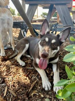 Lady -  Australian Kelpie Dog for Adoption in Santa Monica, California - Lady | PetCurious