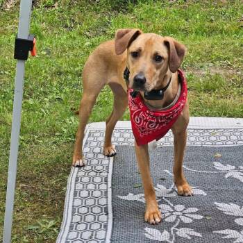 Bella C Courtesy listing -  Black Mouth Cur Dog for Adoption in Midland, Michigan - Bella C Courtesy Listing | PetCurious