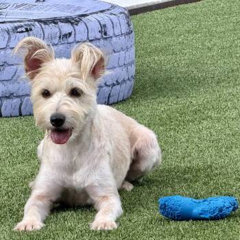 Yasmine - shy Schnauzer girl -  Miniature Schnauzer and Terrier Dog for Adoption in Hondo, Texas - Yasmine - Shy Schnauzer Girl | PetCurious