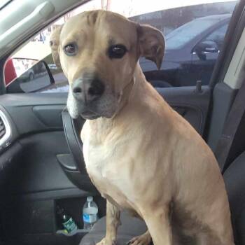 Mixed Breed Dogs Available for Adoption in Davenport, Iowa - Justified Tripping | PetCurious