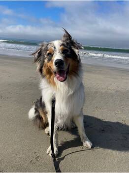 Austin -  Australian Shepherd Dog for Adoption in Coarsegold, California - Austin | PetCurious