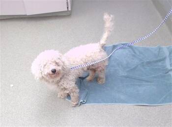 LAMB -  Poodle and Mixed Breed Dog for Adoption in Omaha, Nebraska - LAMB | PetCurious