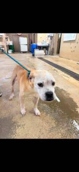 GRETA -  Mixed Breed Dog for Adoption in Newborn, Georgia - GRETA | PetCurious