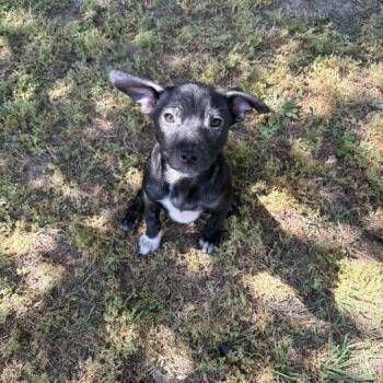 Labrador Retriever Dogs Available for Adoption in Valdosta, Georgia - Eclair | PetCurious