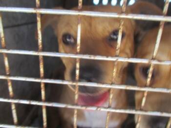 Chihuahua Dogs Available for Adoption in Ocala, Florida - A380403 | PetCurious