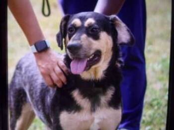 Rescue Shepherd Dogs for Adoption in Princeton, West Virginia - Buddy | PetCurious