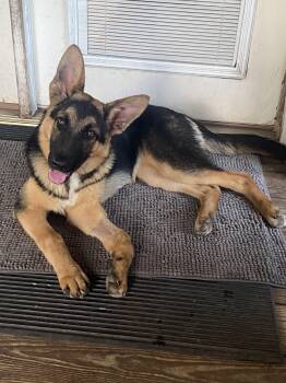 Skylar -  German Shepherd Dog Dog for Adoption in Raleigh, North Carolina - Skylar | PetCurious