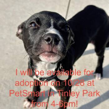 Milagra -  Pit Bull Terrier and Mixed Breed Dog for Adoption in Matteson, Illinois - Milagra | PetCurious