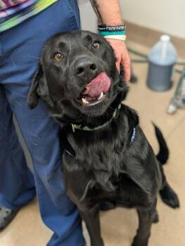 Black Labrador Retriever Dogs Available for Adoption - Buddy | PetCurious