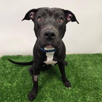 Hercules -  Pit Bull Terrier and Mixed Breed Dog for Adoption in Columbia, Missouri - Hercules | PetCurious
