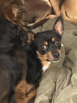 Outlaw -  Mixed Breed Dog for Adoption in West Chester, Pennsylvania - Outlaw | PetCurious