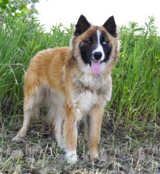 Skylar -  Husky and Akita Dog for Adoption in Savage, Minnesota - Skylar | PetCurious