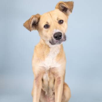 Mixed Breed Dogs Available for Adoption in Portland, Oregon - Lina | PetCurious