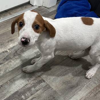Chandler -  Hound and Beagle Dog for Adoption in Richmond Hill, Georgia - Chandler | PetCurious