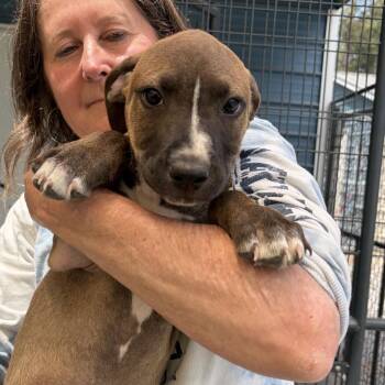 Retriever and Terrier Dogs Available for Adoption in Quakertown, Pennsylvania - Bubbles | PetCurious