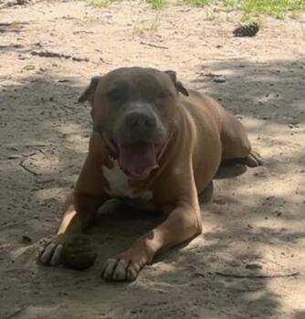 Bill Furry -  Mixed Breed Dog for Adoption in Covington, Louisiana - Bill Furry | PetCurious