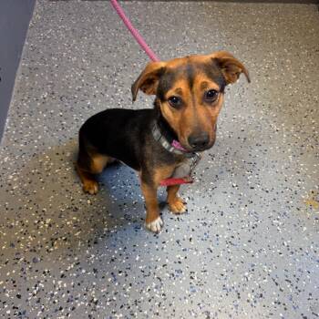 Dachshund and Terrier Dogs Available for Adoption in Tuscaloosa, Alabama - TUSC-Stray-84252 | PetCurious