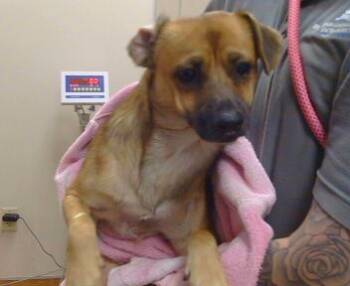 Rescue Chihuahua Dogs for Adoption in Sacramento, California - BAY | PetCurious