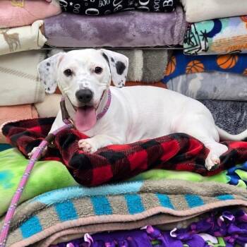 Maisie -  Mixed Breed Dog for Adoption in Greensburg, Pennsylvania - Maisie | PetCurious