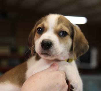 Storm -  Mixed Breed Dog for Adoption in Plain City, Ohio - Storm | PetCurious