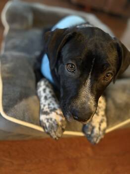 Pit Bull Terrier and Australian Cattle Dog Blue Heeler Dogs Available for Adoption - Barton | PetCurious