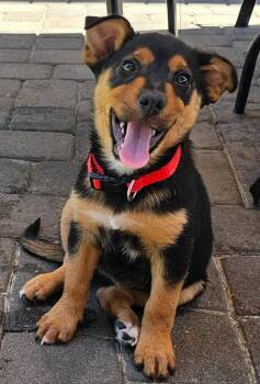 Claire -  Shepherd Dog for Adoption in Mesa, Arizona - Claire | PetCurious