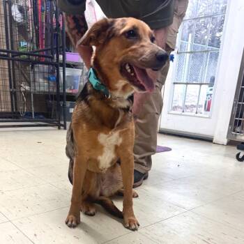 Hound Dogs Available for Adoption - Roxy | PetCurious
