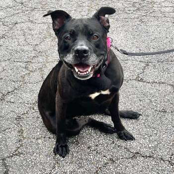 Angie -  Pit Bull Terrier Dog for Adoption in Riverwoods, Illinois - Angie | PetCurious